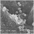 mikrobiom 02